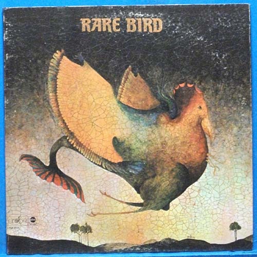 Rare Bird (sympathy) 미국 초반